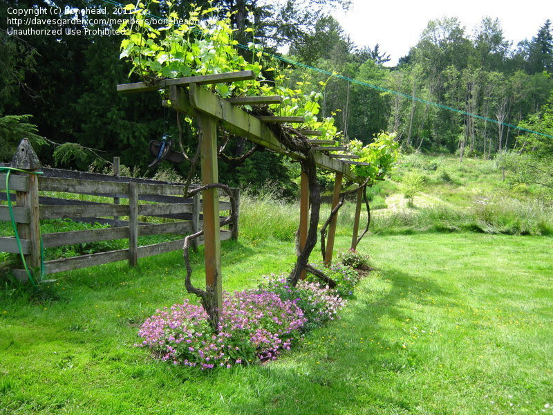 Grape Vines Trellis, Secret Gardens, Grape Trellis, 007 Glitzkreig 