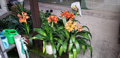 君子蘭の花言葉 大塚正俊のブログ