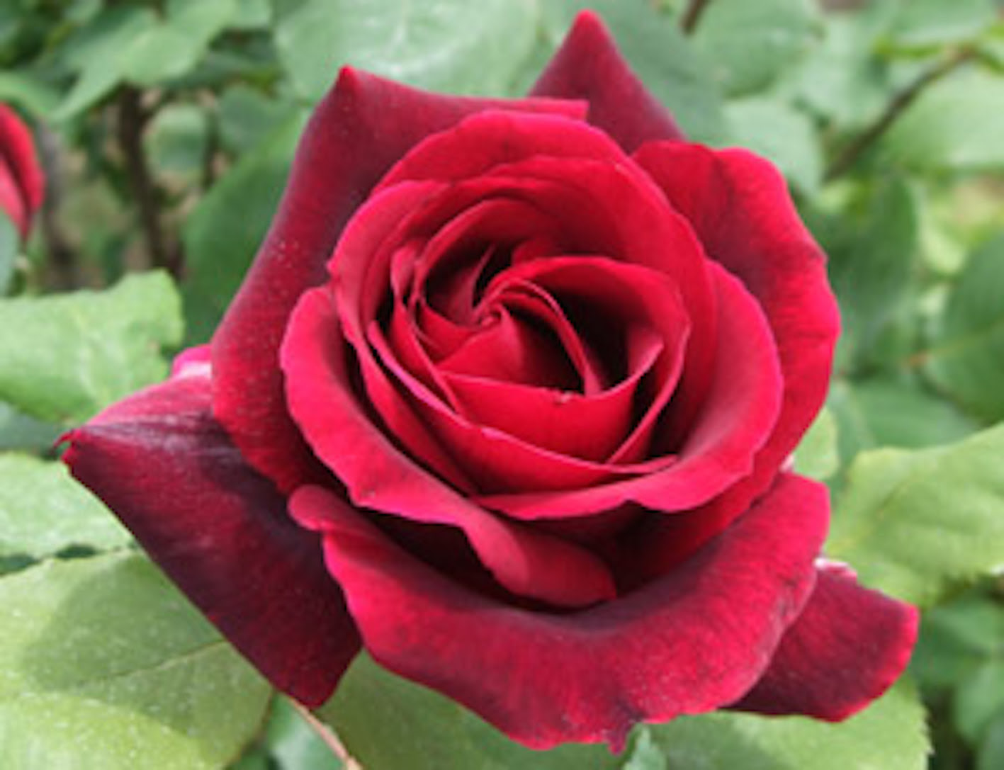 薔薇の葉っぱに黒い斑点が これって病気 植物navi