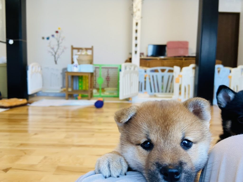 本庄市にある Kennel夢楽 けんねる むらく でかわいいパピィ 仔犬 達がたくさん生まれたよ 柴犬 豆柴サイズ 好きの方は特に必見 さいつう広告 埼北つうしん さいつう