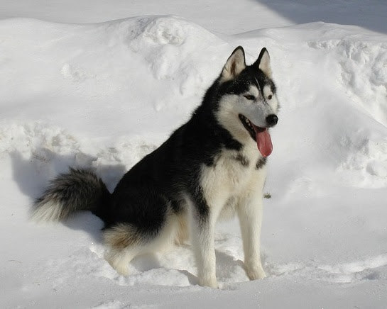Image result for husky in siberia