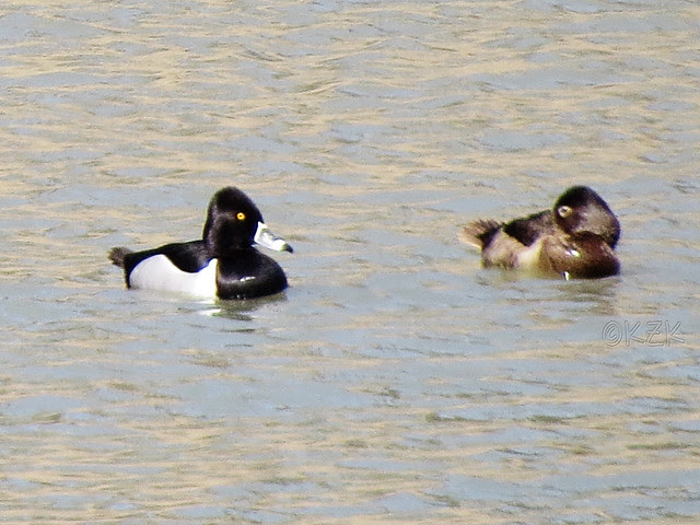 IMG_1300cps Ring-Necked Duck