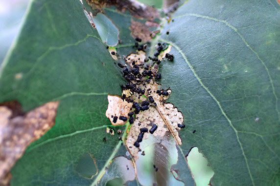 ライラックにマエアカスカシノメイガの幼虫発生 ぁぃの飼育ブログ