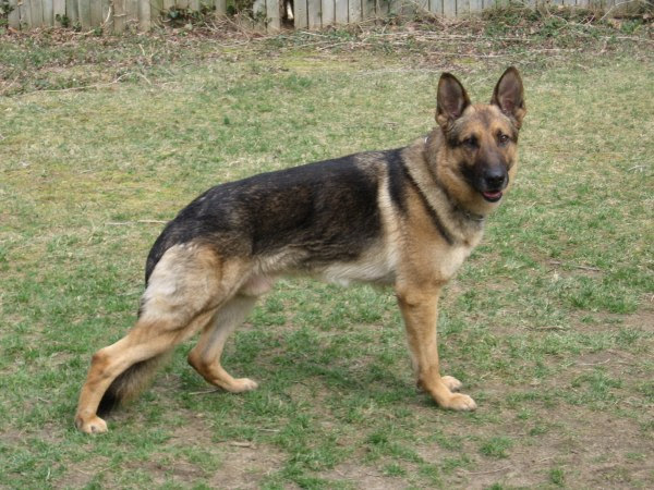 T Floyd, Schutzhund Dog Training German Shepherd Dog ...