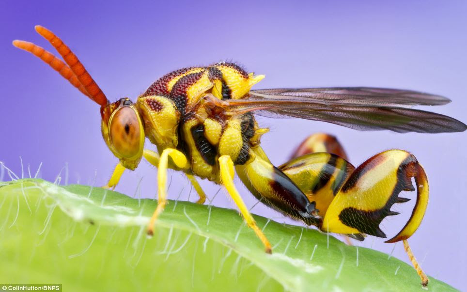The name of the Chalcid wasp, pictured, comes from the Greek for 'copper' because of their metallic colour. 