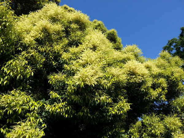 楠の花が満開です 石崎店長のひとりごとブログ