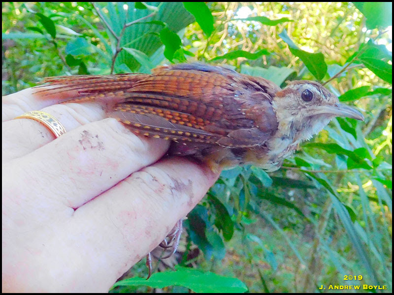 Carolina Wren