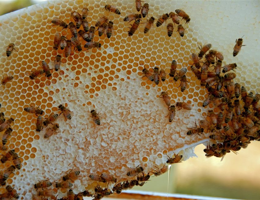 Neonicotinoids in Honey