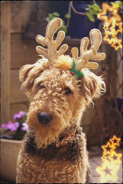 Chelsea Deer