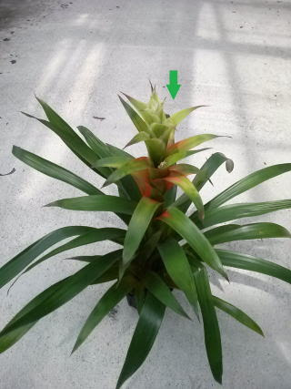 グズマニア 花が終わったら