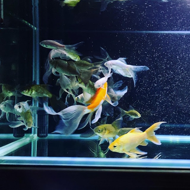 鉄魚 曹洞宗 潮生山 海藏庵
