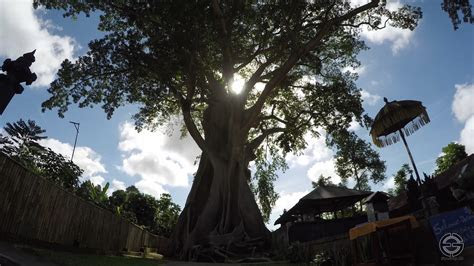 wisata pohon kayu putih bali eyeskyid