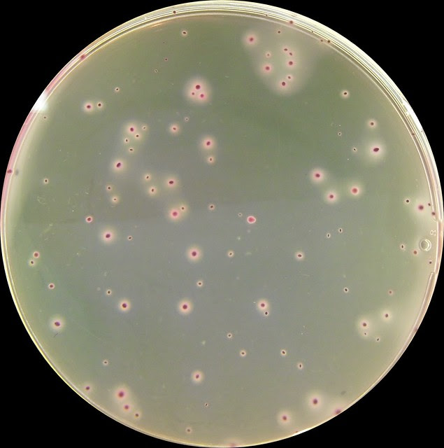 Coliforms | Flickr - Photo Sharing!