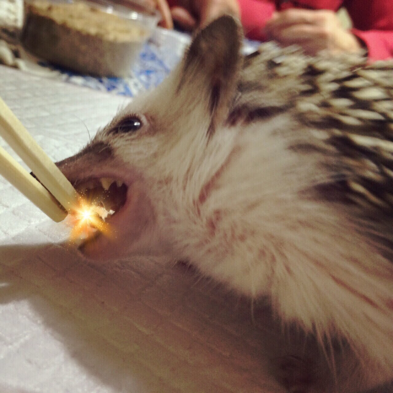 我が家版 ミルワーム飼育環境作り方