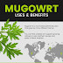 Mugwort Side Effects / Side effects of mugwort mugwort can cause the uterus to contract and trigger menstruation.