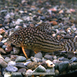 コリドラス人気ランキング みずもの人気ランキング 熱帯魚のことなら みずものコム