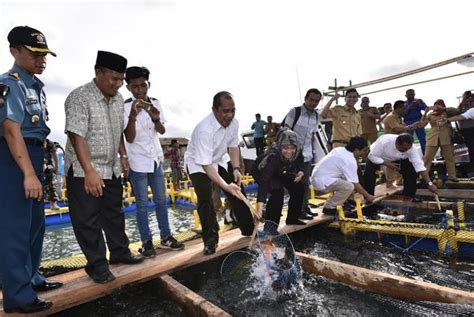 panen raya kerapu panimbang