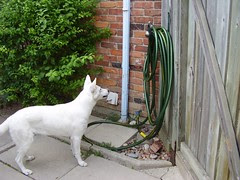hose 001
