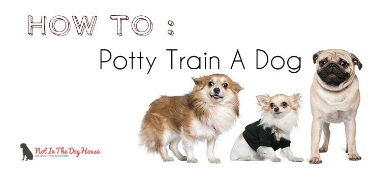 ... Potty Train a Dog or Puppy — Not In The Dog HouseNot In The Dog