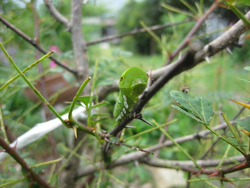 庭の山椒の葉がアゲハ蝶の幼虫に食べられています 芭流一のブログ
