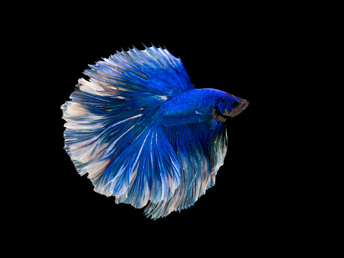 魚のベタの飼育に最適な水温はどれくらい 夏冬の対策は 熱帯魚 淡水魚 海水魚の図鑑