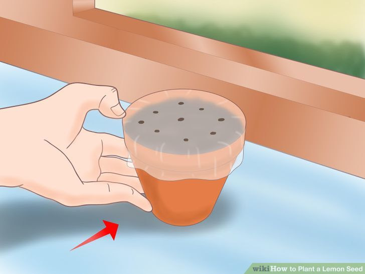 Plant a Lemon Seed Step 9 Version 3.jpg