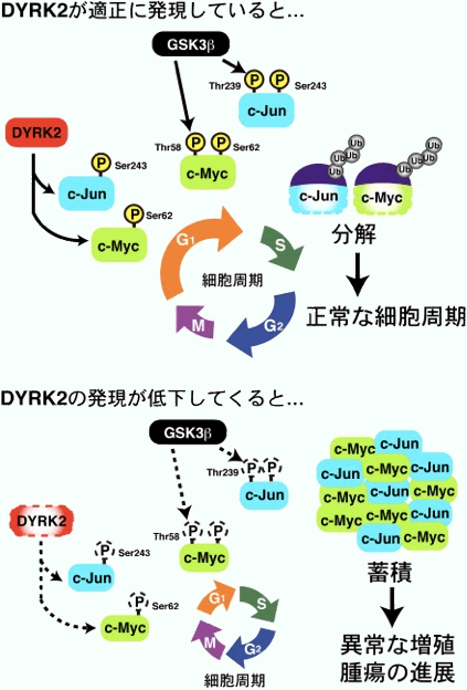 新学術領域研究 修飾シグナル病 Dyrk2 Priming Phosphorylation Of C Jun And C Myc Modulates Cell Cycle Progression In Human Cancer Cells