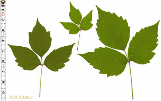 leaves of Poison Ivy and others confused with it: Toxicodendron radicans var. radicans, Toxicodendron radicans ssp. radicans, Rhus radicans