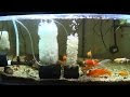 [10000印刷√] 金魚 瓶 飼育 249517-金魚 瓶 飼育