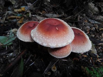 クリタケ 豆狸の狩猟 採集的生活のススメ