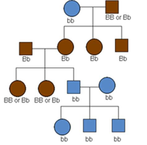  genetics family tree chart