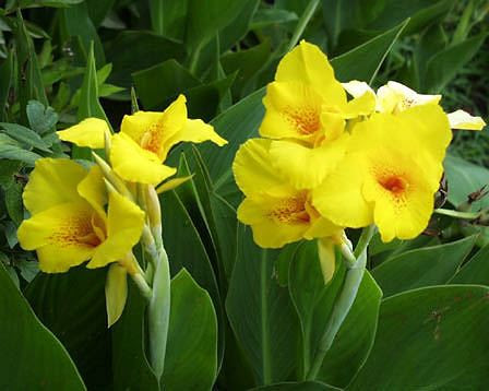 13日 カンナ 花の図書館