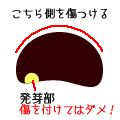アサガオの育て方 ヤサシイエンゲイ