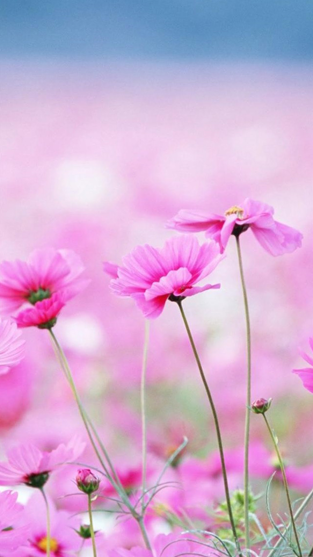 iPhone 6 Plus Flower Wallpaper - WallpaperSafari