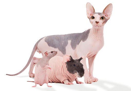 where can i buy hairless rats - Make sure to clean the bedding 3 times a week