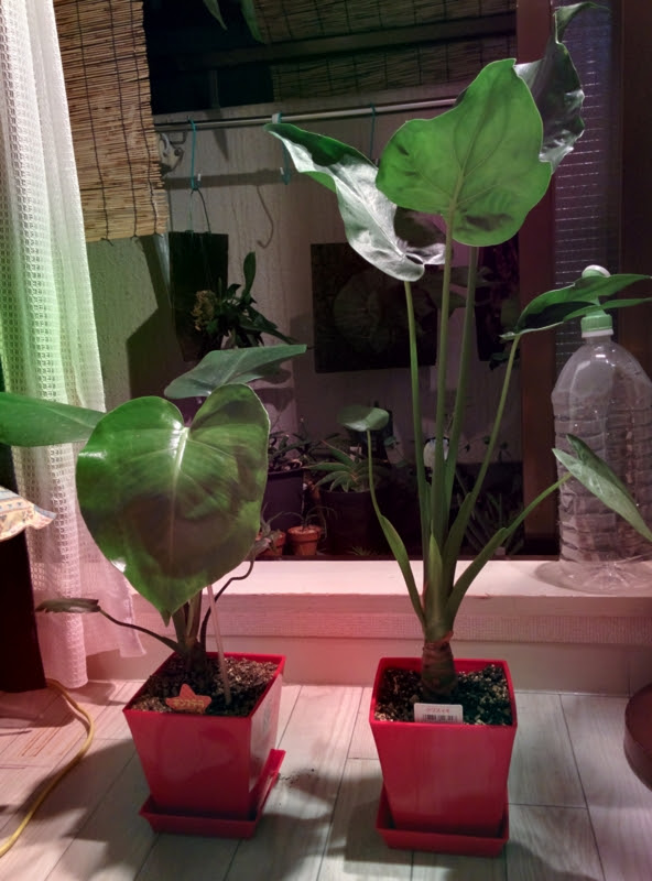 観葉植物は最小規模の投資である 100均の観葉植物がぐんぐん成長してきた Yoshida Lab S Blog