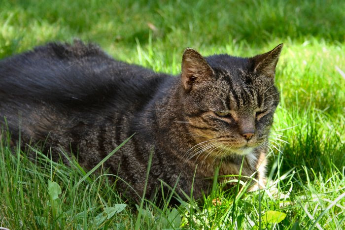 Mrs Pod in the sun