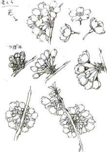 桜 花の形と光線 塗り絵 塗り絵で癒し 風景画 花の絵