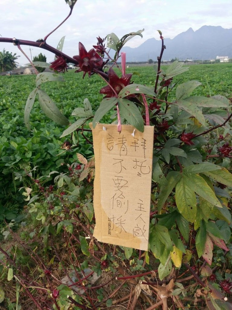 洛神花被偷光光！農夫「立告示牌求饒」員警霸氣留言回應，他天亮看見感動直奔派出所道謝！