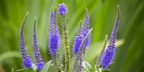 Betty barr mackey along with sunlight and soil, water is essential to the success of your garde. How to Plant, Grow and Care for Veronica Perennials