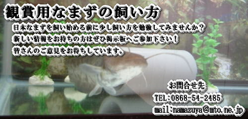 観賞用の日本なまずの飼い方 なまずクラブ ふる里養魚場