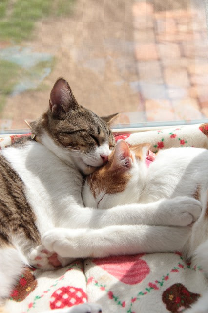 仲良し兄弟猫のオキテ ３匹のねこ