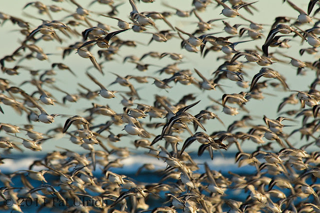 Sandpipers in flight - Pat Ulrich Wildlife Photography