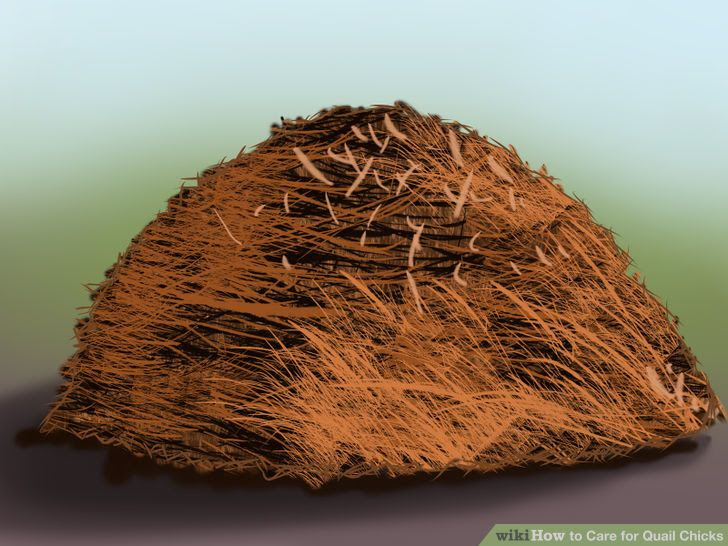 Breed Quail Step 5.jpg