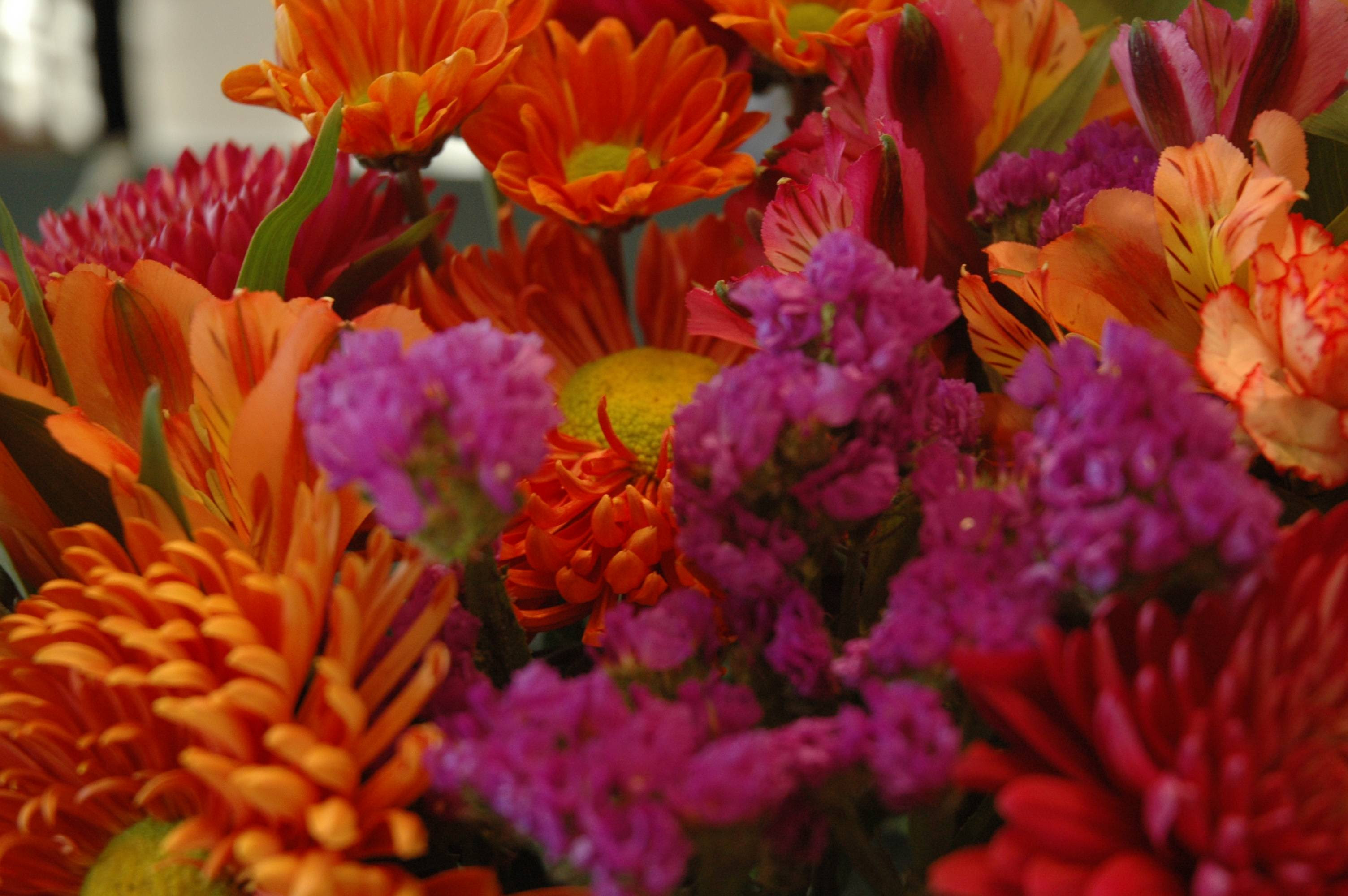 fall flowers wallpaper