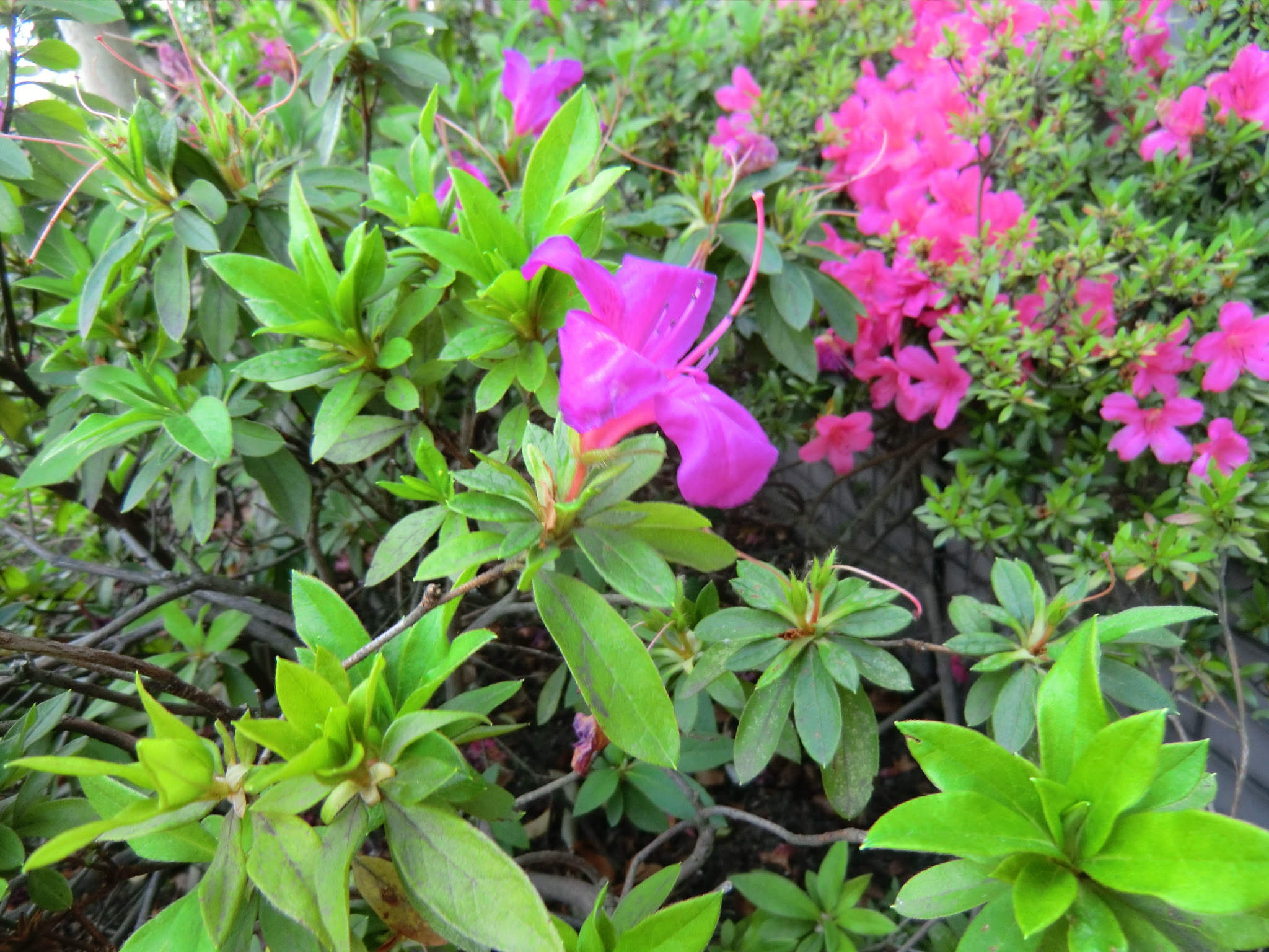 さつき つつじ News Information