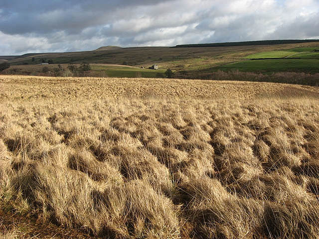File:Rough grazing at Rashiel Sike - geograph.org.uk - 680020.jpg
