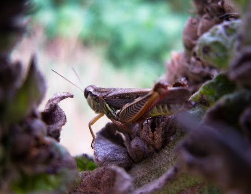 grasshopper