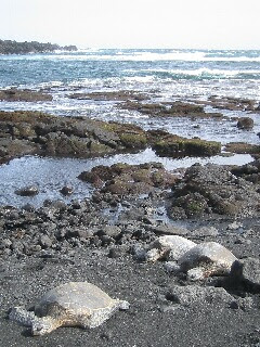 ハワイ観光ブログ ハワイ島のプナルウ黒砂海岸
