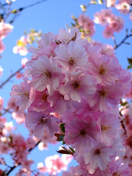DSCF2413-450x600